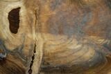Petrified Wood (Cherry) Round - McDermitt, Oregon #104901-1